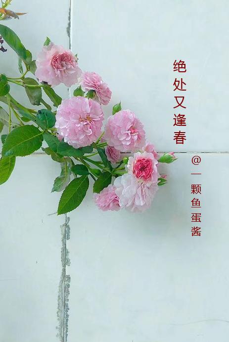 绝处逢生是什么意思